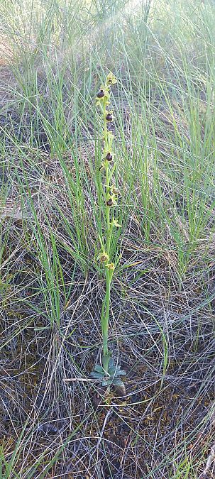 Ophrys virescens  - Gerard Chassan