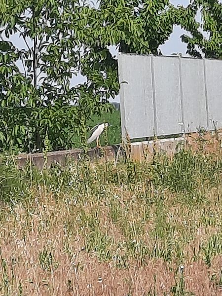 Nitticora  - Bassano Riboni