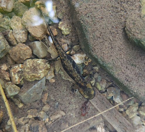 Salamandra pezzata  - Daniele Baroni