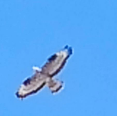 Falco pecchiaiolo  - Monica Artale