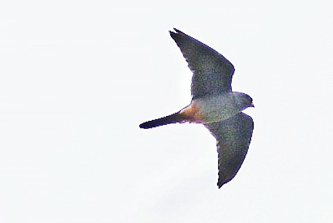 Falco cuculo  - Stefano Sava