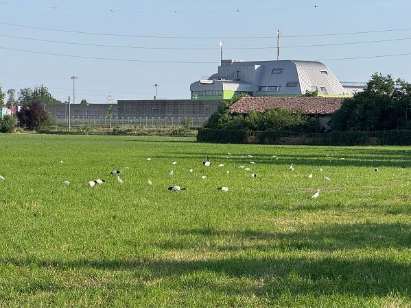 Ibis sacro  - Cristina Azzola