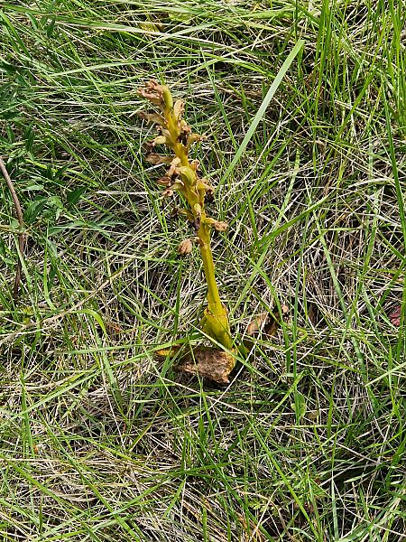 Himantoglossum robertianum  - Georges Olioso