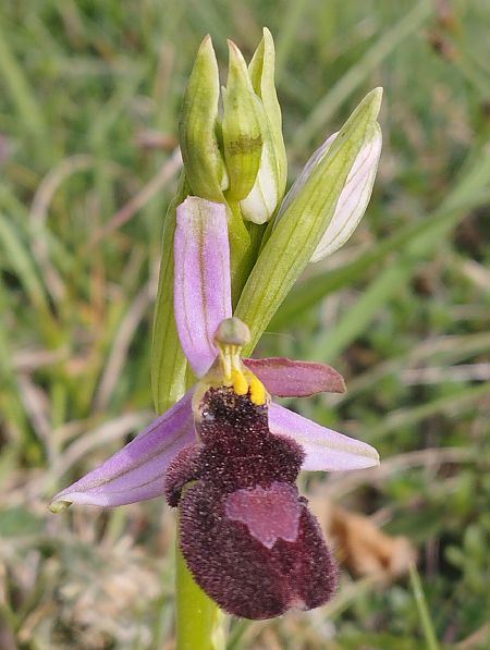 Ophrys magniflora  - Gérard Joseph