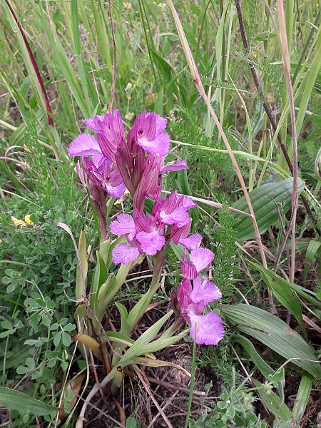 Anacamptis papilionacea  - Marc Tessier
