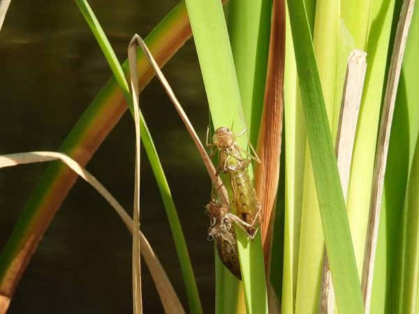 Odonata sp.  - Massimino Luigi Brigo