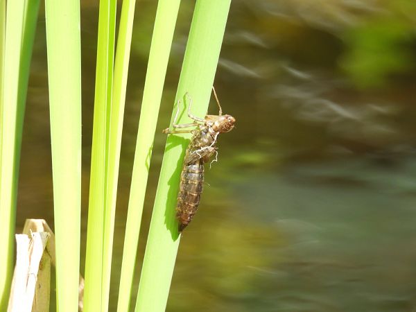 Odonata sp.  - Massimino Luigi Brigo