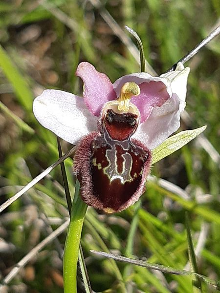 Ophrys aveyronensis  - Francis Bonnet