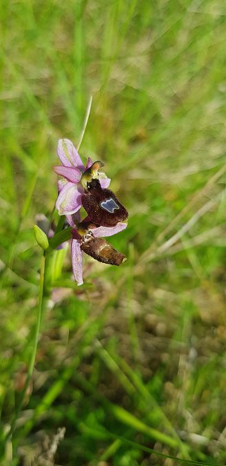 Ophrys drumana  - Bruno Durbin