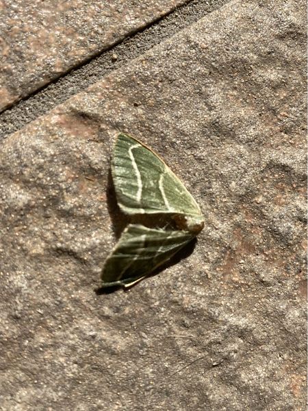 Hylaea fasciaria  - Maria Rita Gelso