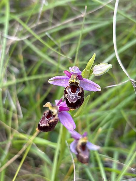 Ophrys drumana  - Jean François Tisserand