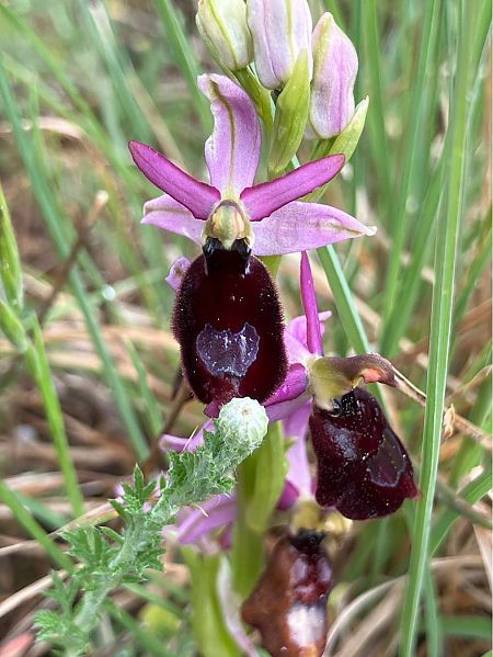 Ophrys bertolonii  - Florent de Gasperis
