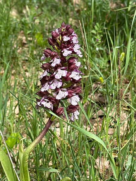Orchis purpurea  - Antonio Mazzone