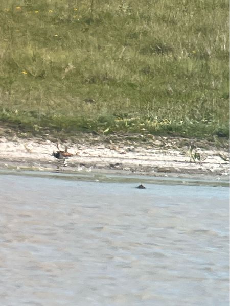 Tournepierre à collier  - Alois Strommer