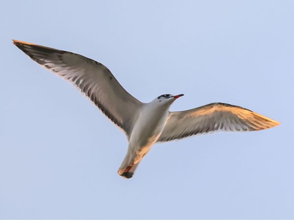 Mouette mélanocéphale  - Michael Hafner