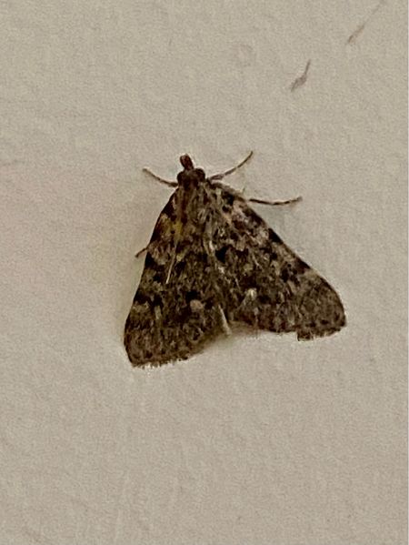 Aglossa pinguinalis  - Maria Rita Gelso