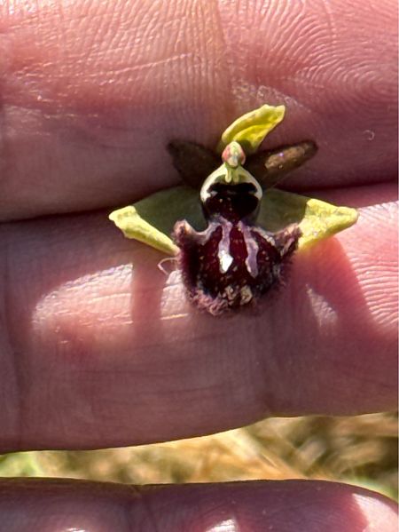 Ophrys sphegodes  - Antonio Mazzone