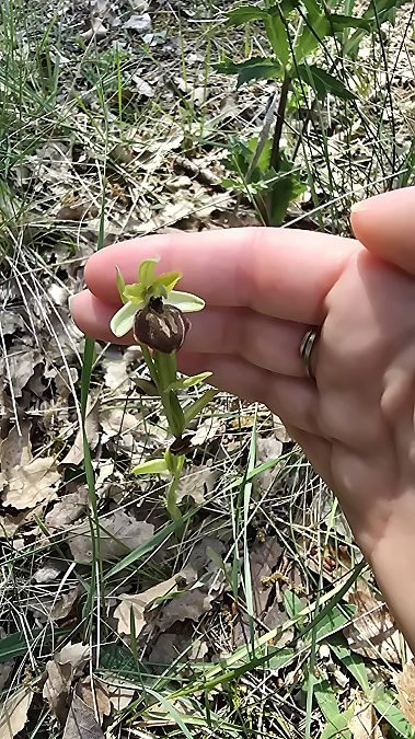 Ophrys passionis  - Emma Duran