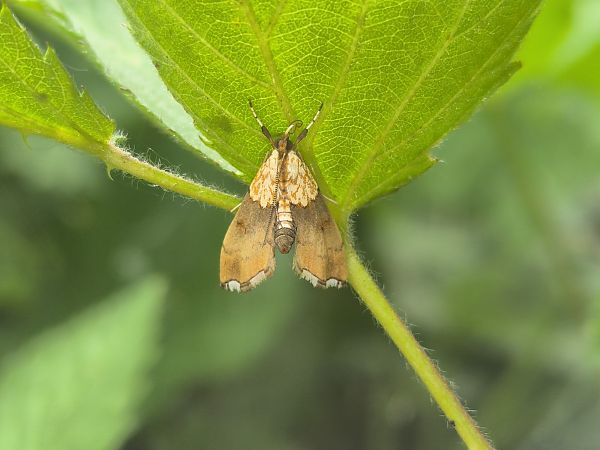 Agrotera nemoralis  - Mirko Tomasi