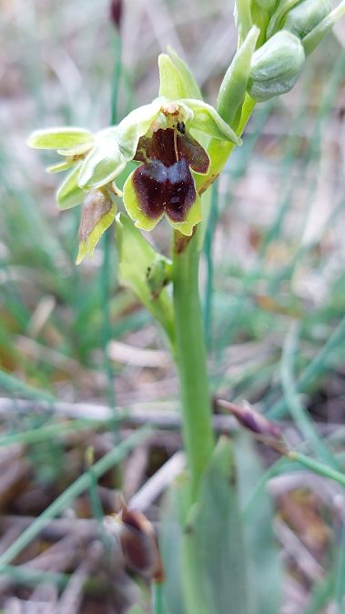 Ophrys aymoninii  - Frédéric Baudat