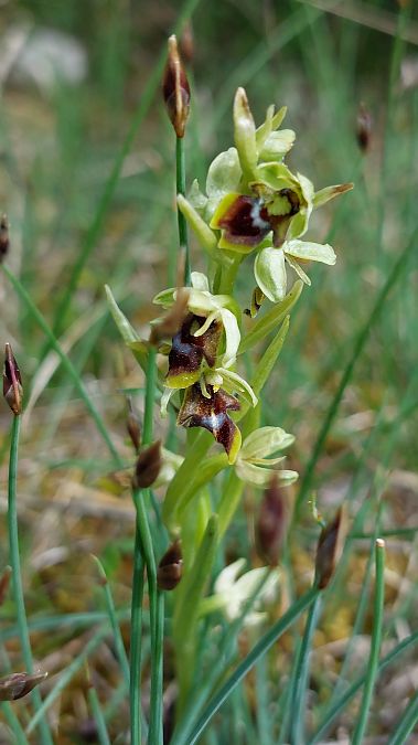 Ophrys aymoninii  - Frédéric Baudat