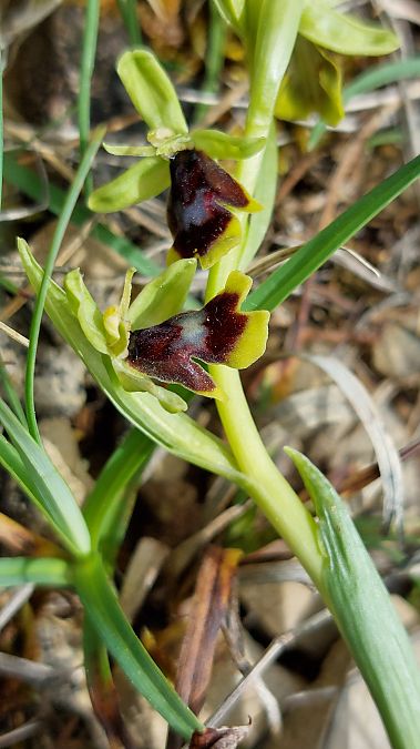 Ophrys aymoninii  - Frédéric Baudat
