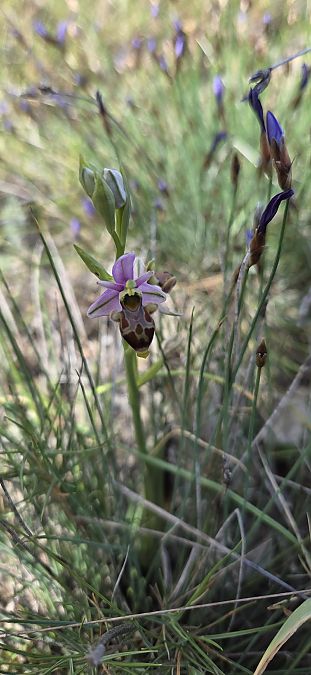 Ophrys corbariensis  - Jean Bastianelli