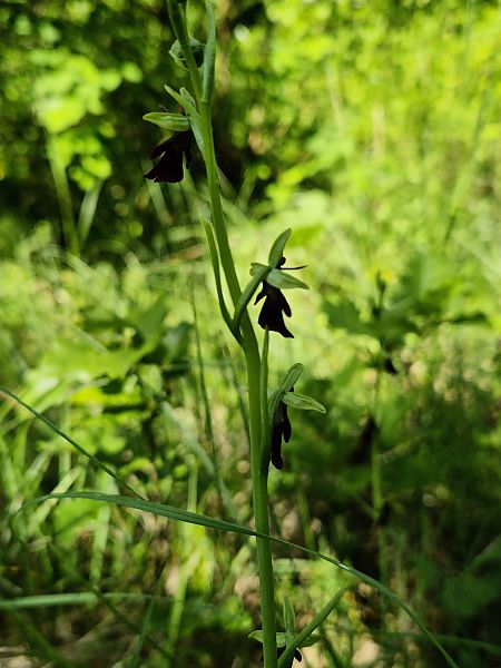 Ophrys insectifera  - Roch Mermin