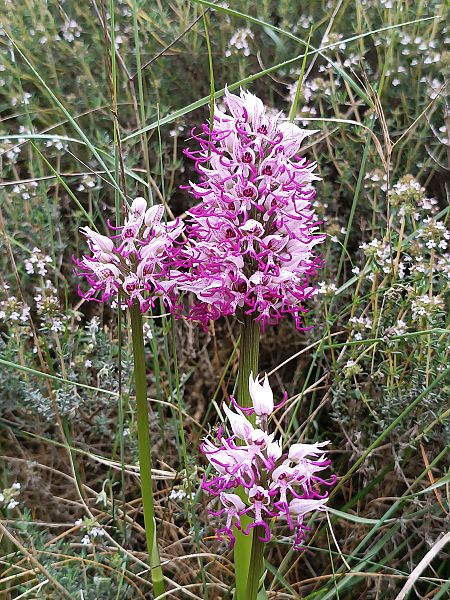 Orchis singe  - Assumpta Molist