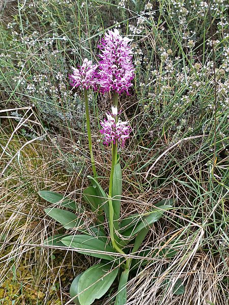 Orchis simia  - Assumpta Molist