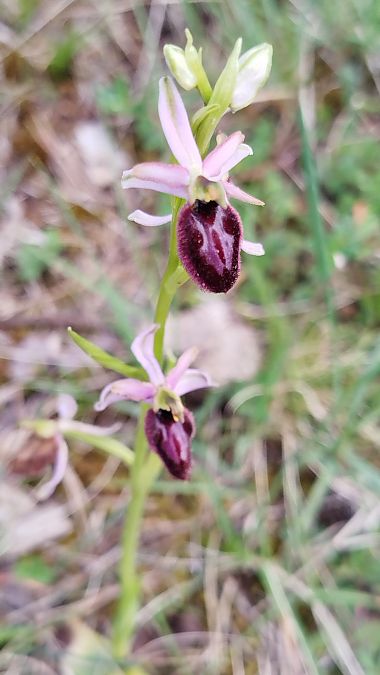 Ophrys passionis  - Marc Vilella