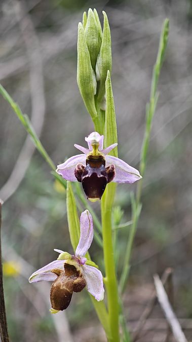 Ophrys scolopax  - Marcel Arumí