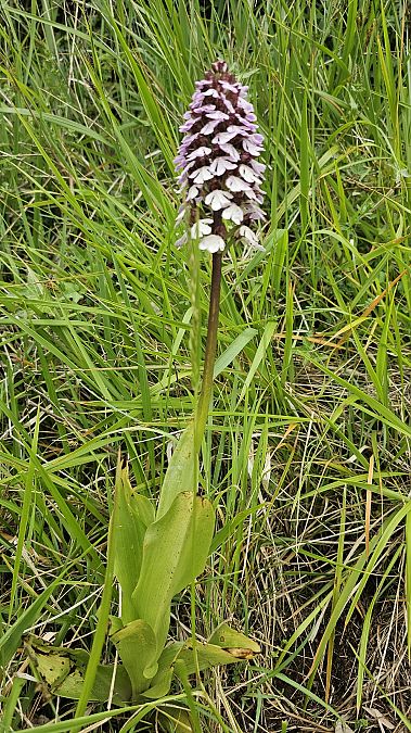 Orchis purpurea  - Laurent Buin