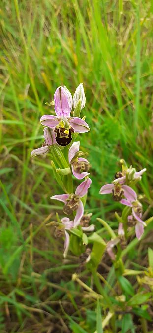 Ophrys apifera  - Nicole Taillandier