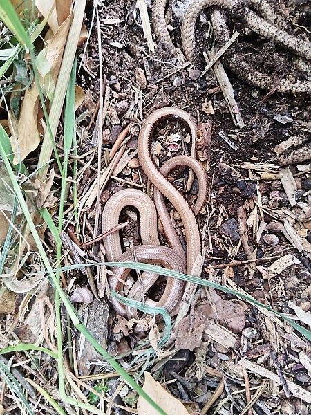 Western Slow Worm  - Jan Costa