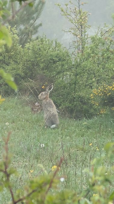 Llebre europea  - Agents Rurals Alta Ribagorça