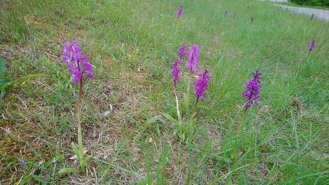 Orchis mascula  - Monique Souben