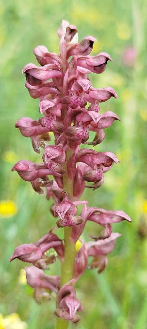 Anacamptis coriophora  - Reynald Foucher
