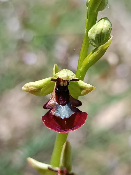 Ophrys insectifera  - Assumpta Molist
