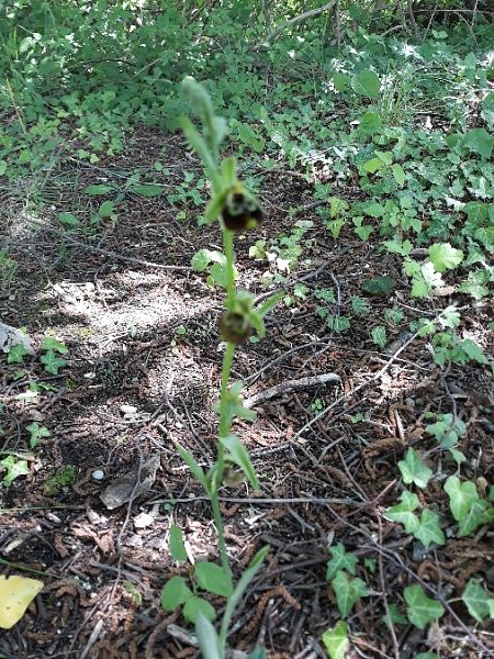 Ophrys holosericea subsp. holosericea  - Maria Teresa Guglielmotti (FVG)