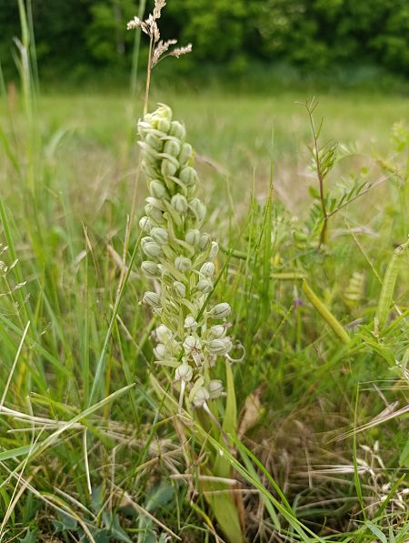 Himantoglossum hircinum  - Thomas Martineau