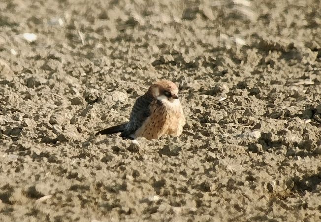 Falco cuculo  - Marco Cortemiglia
