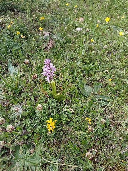 Orchis simia  - Amélie Desmezières