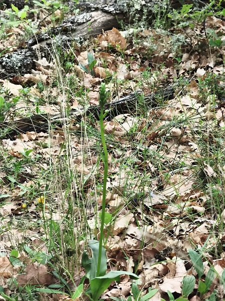 Listera ovata  - Richard Fay