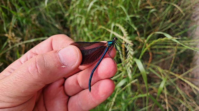 Calopteryx virgo  - Roberto Fabbri
