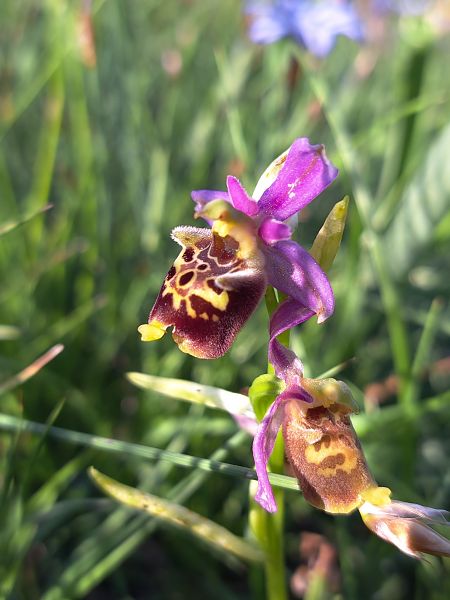 Ophrys fuciflora subsp. druentica  - Emmanuel Cosson