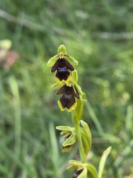 Ophrys aymoninii  - Yann Toutain