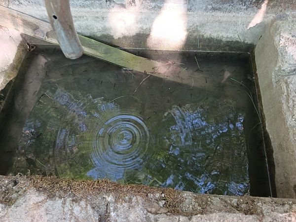 Salamandra pezzata  - Tiziano Fiorenza (FVG)