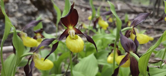 Cypripedium calceolus  - Jean Bastianelli