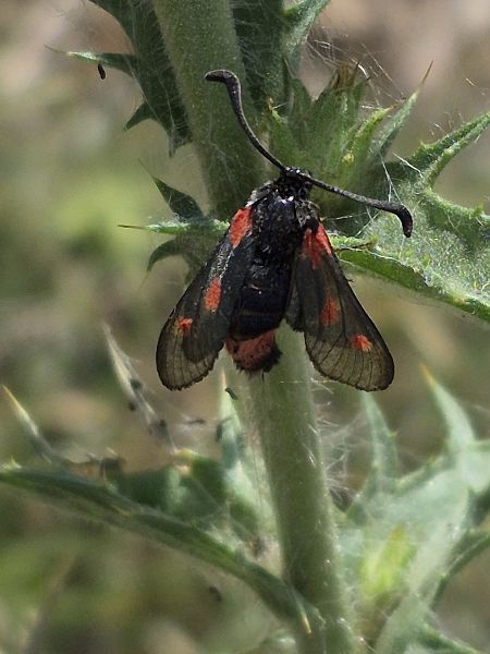 Zygaena sarpedon  - César Piñol Baena
